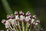 Longleaf milkweed